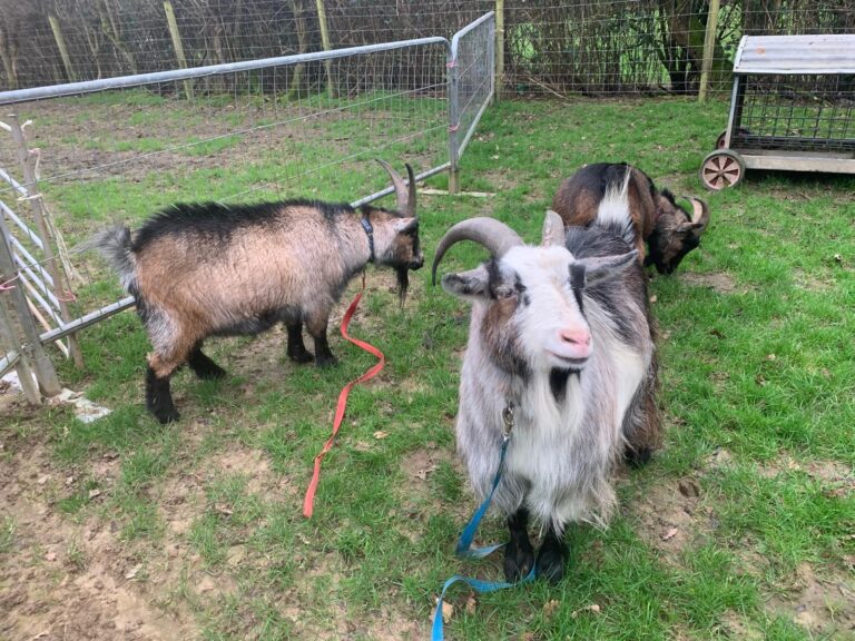 Three Little Hooves Are Trotting Our Way 🐐